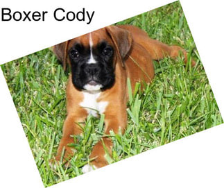 Boxer Cody