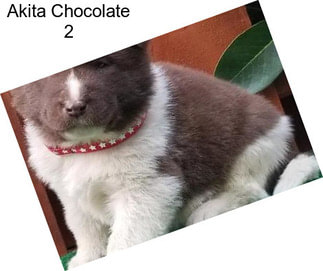 Akita Chocolate 2