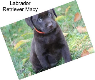 Labrador Retriever Macy