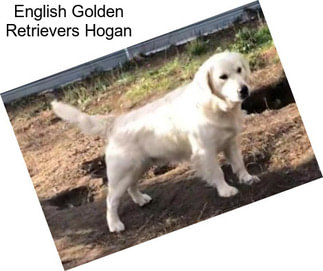 English Golden Retrievers Hogan