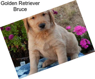 Golden Retriever Bruce