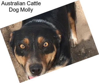 Australian Cattle Dog Molly