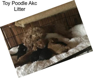 Toy Poodle Akc Litter
