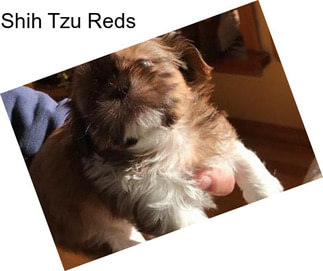 Shih Tzu Reds