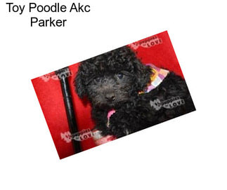 Toy Poodle Akc Parker