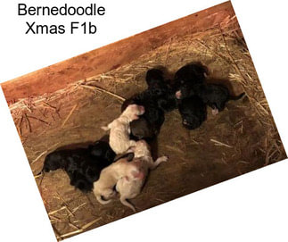 Bernedoodle Xmas F1b