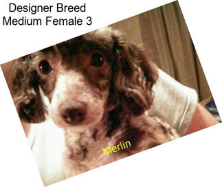 Designer Breed Medium Female 3