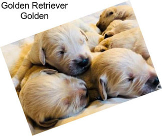 Golden Retriever Golden