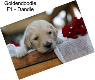 Goldendoodle F1 - Dandie