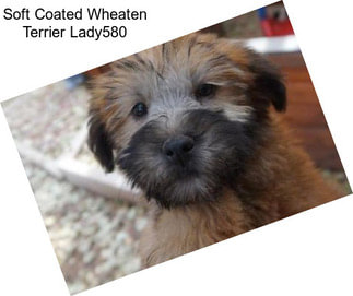 Soft Coated Wheaten Terrier Lady580