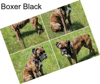 Boxer Black