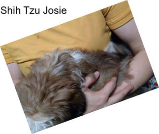 Shih Tzu Josie