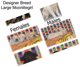 Designer Breed Large Moonlitegirl