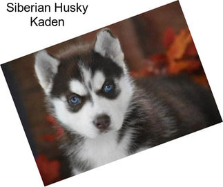 Siberian Husky Kaden