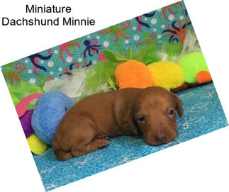 Miniature Dachshund Minnie