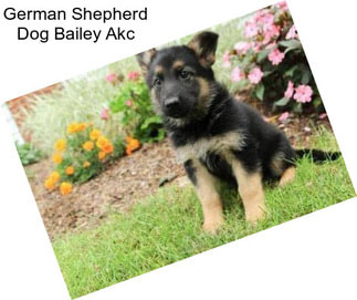 German Shepherd Dog Bailey Akc
