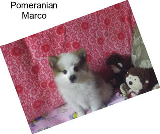 Pomeranian Marco