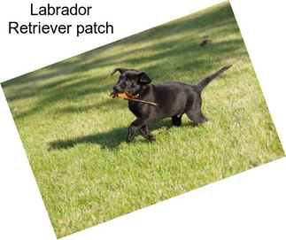Labrador Retriever \