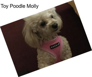 Toy Poodle Molly