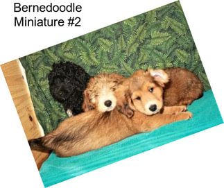 Bernedoodle Miniature #2