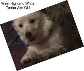 West Highland White Terrier Akc Girl