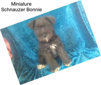 Miniature Schnauzer Bonnie