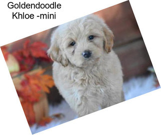 Goldendoodle Khloe -mini