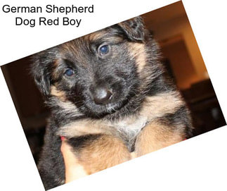 German Shepherd Dog Red Boy