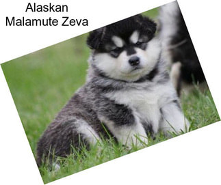 Alaskan Malamute Zeva