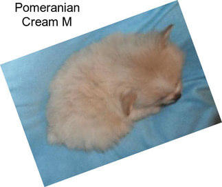 Pomeranian Cream M
