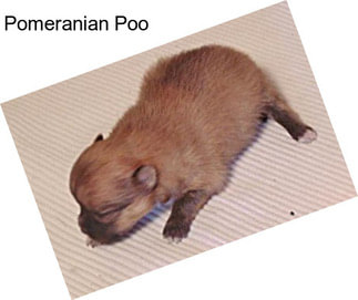 Pomeranian Poo