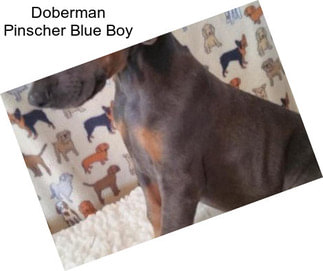 Doberman Pinscher Blue Boy