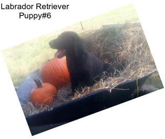 Labrador Retriever Puppy#6