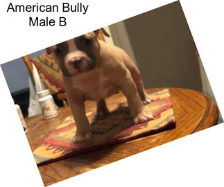 American Bully Male B