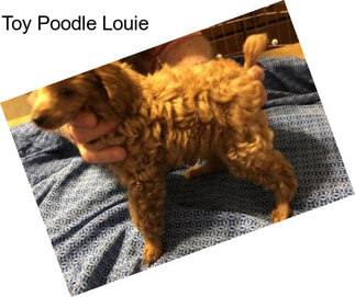 Toy Poodle Louie