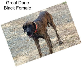Great Dane Black Female