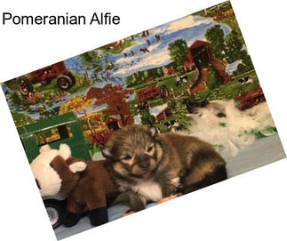 Pomeranian Alfie