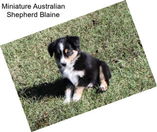 Miniature Australian Shepherd Blaine