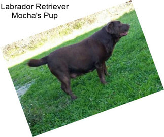 Labrador Retriever Mocha\'s Pup