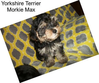 Yorkshire Terrier Morkie Max