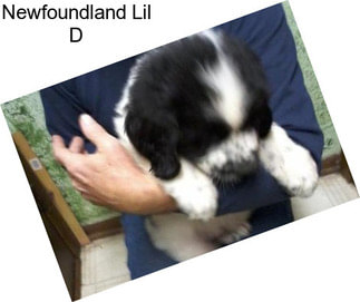 Newfoundland Lil D