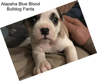 Alapaha Blue Blood Bulldog Fanta