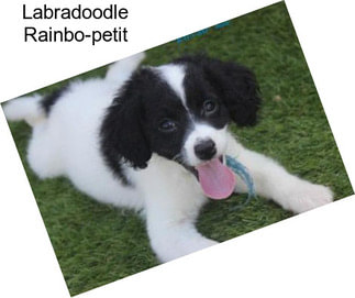 Labradoodle Rainbo-petit