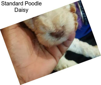 Standard Poodle Daisy
