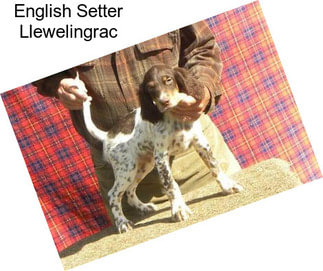 English Setter Llewelingrac