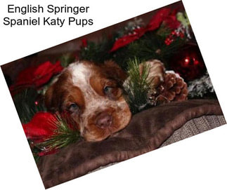 English Springer Spaniel Katy Pups