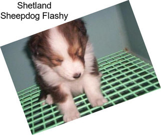 Shetland Sheepdog Flashy