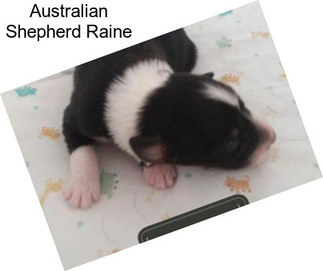 Australian Shepherd Raine