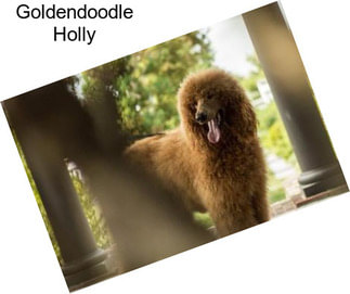 Goldendoodle Holly