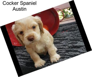 Cocker Spaniel Austin